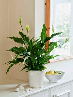 contoh interior rumah minimalis